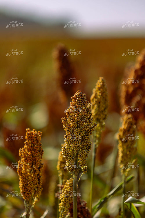 Doughing Sorghum 224012
