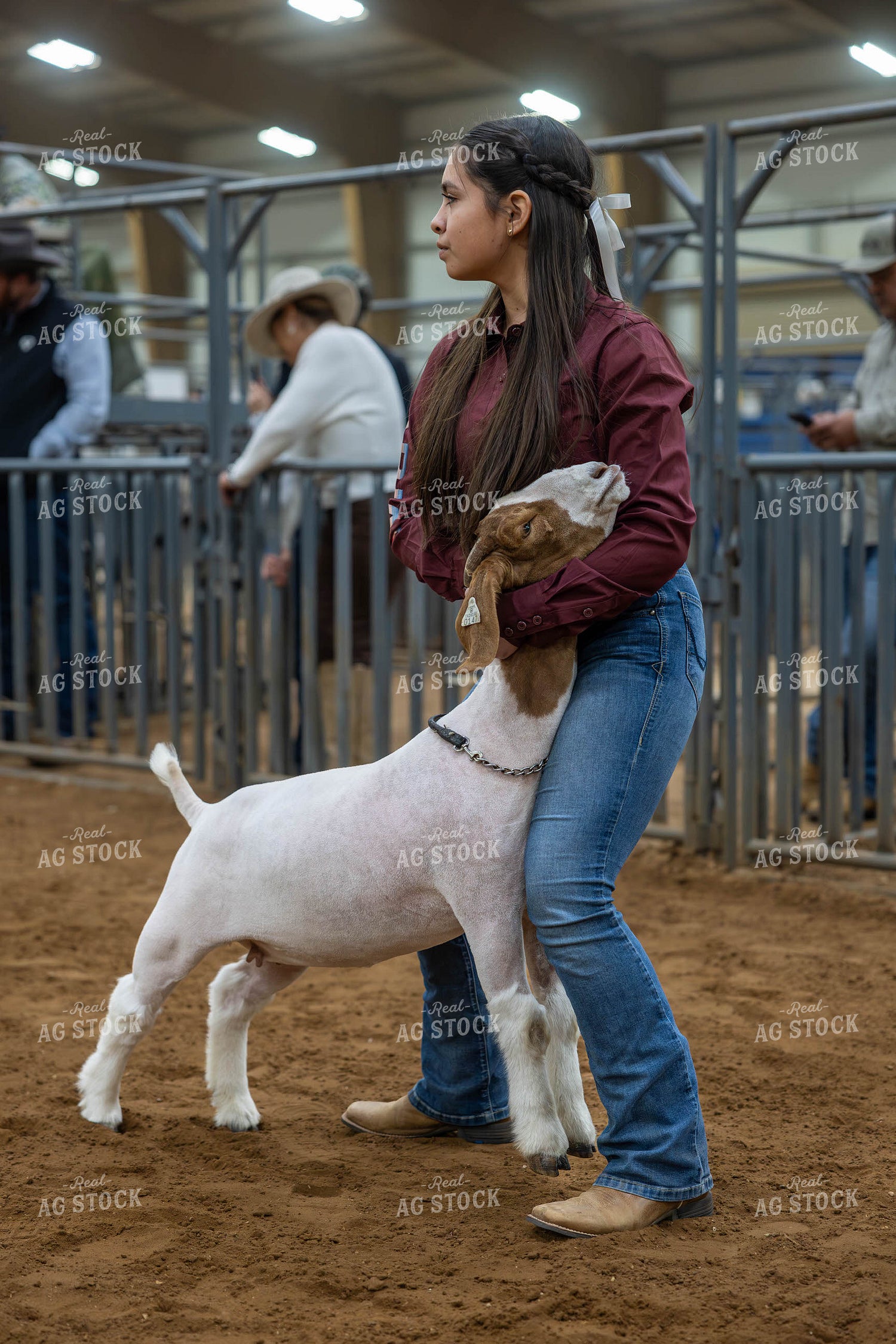 Showing Goats  98043