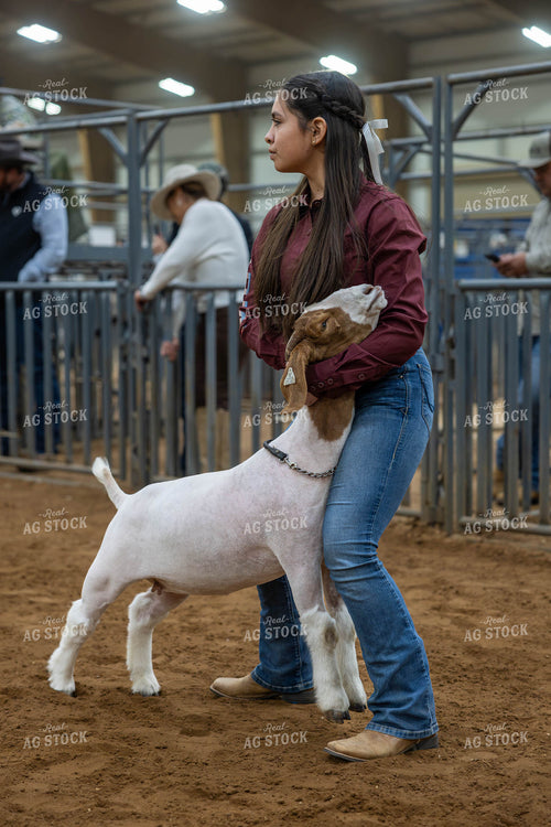 Showing Goats  98043