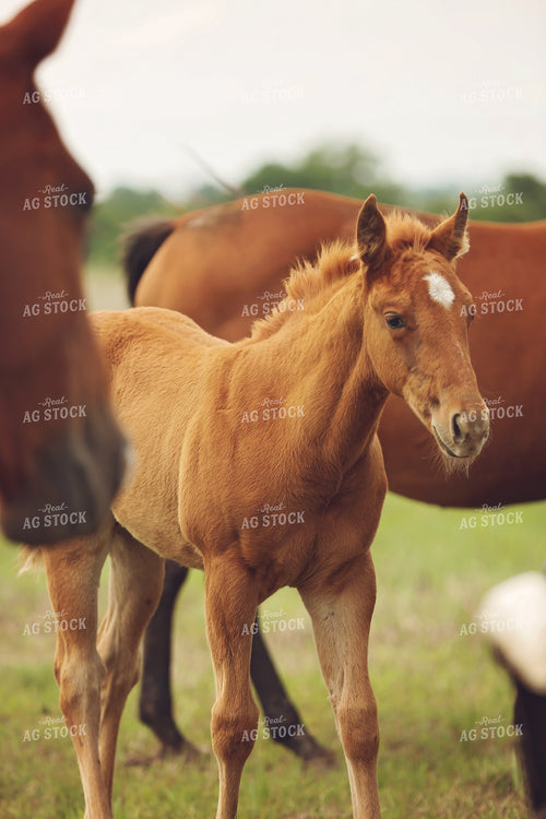 Foal 127061