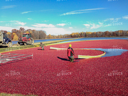 Cranberry Harvest 156057