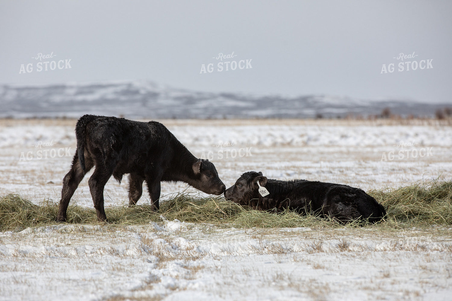 Black Angus Calves in the Snow 304006
