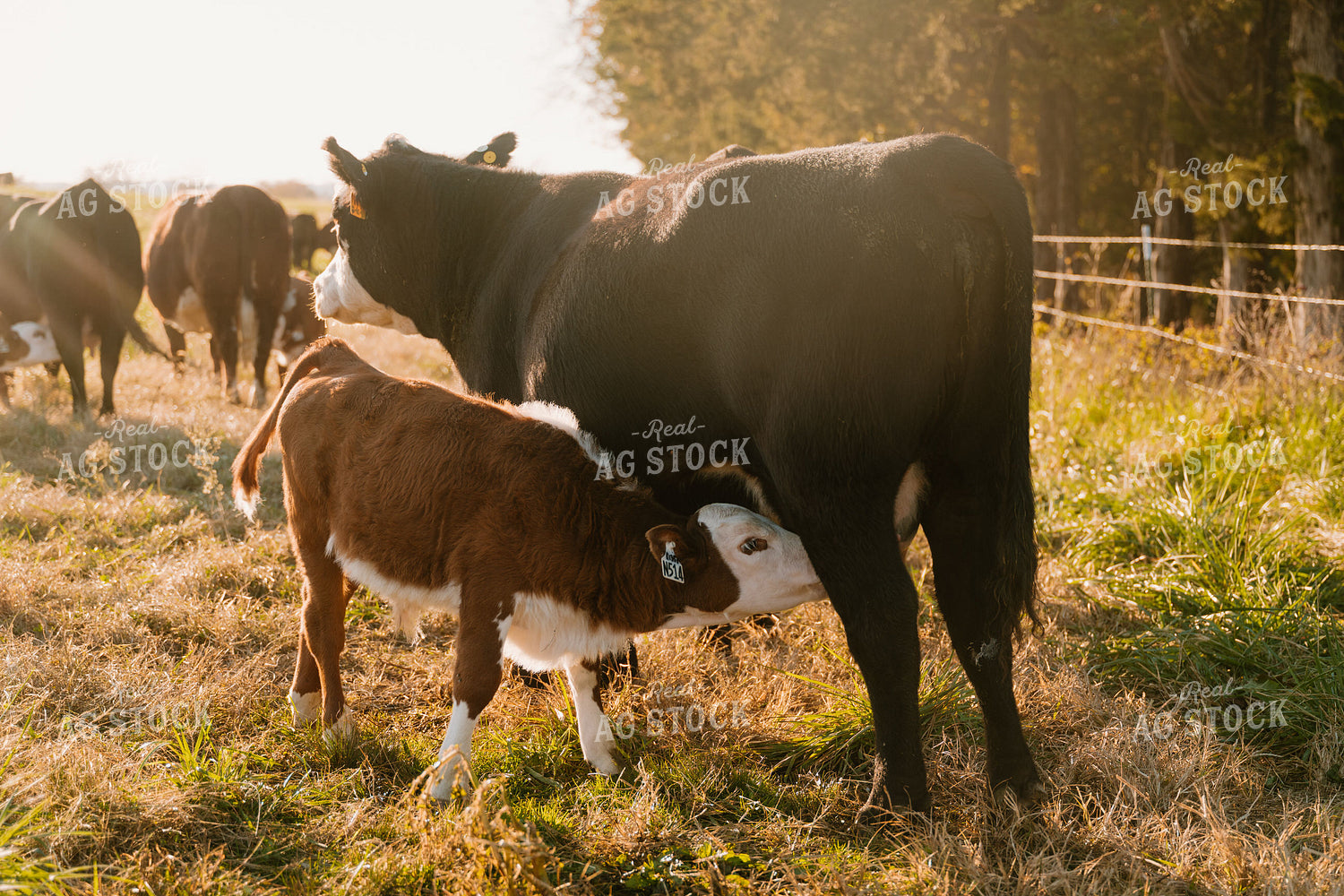 Cow Nursing Calf 125349