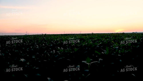 Sunrise over Growing Soybeans - 359