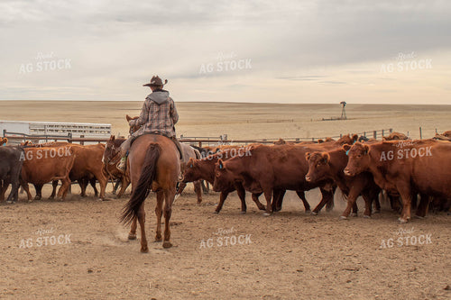 Rancher with Cattle 97001