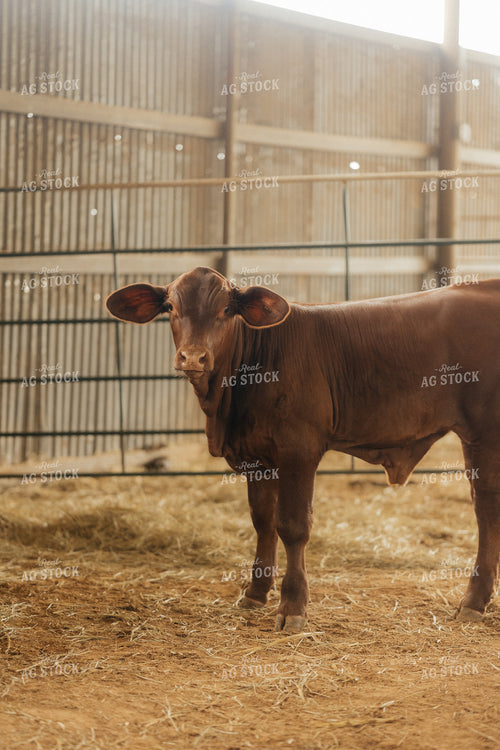 Cattle in Barn 125320