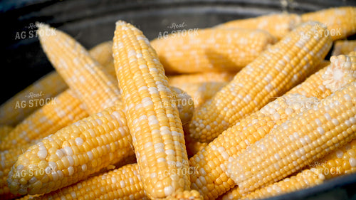 Sweet Corn 25267
