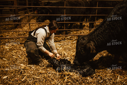Female Farmer Pulling Calf 67591