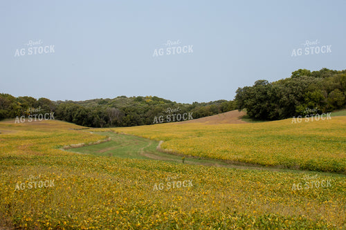 Turning Soybean Field 67137