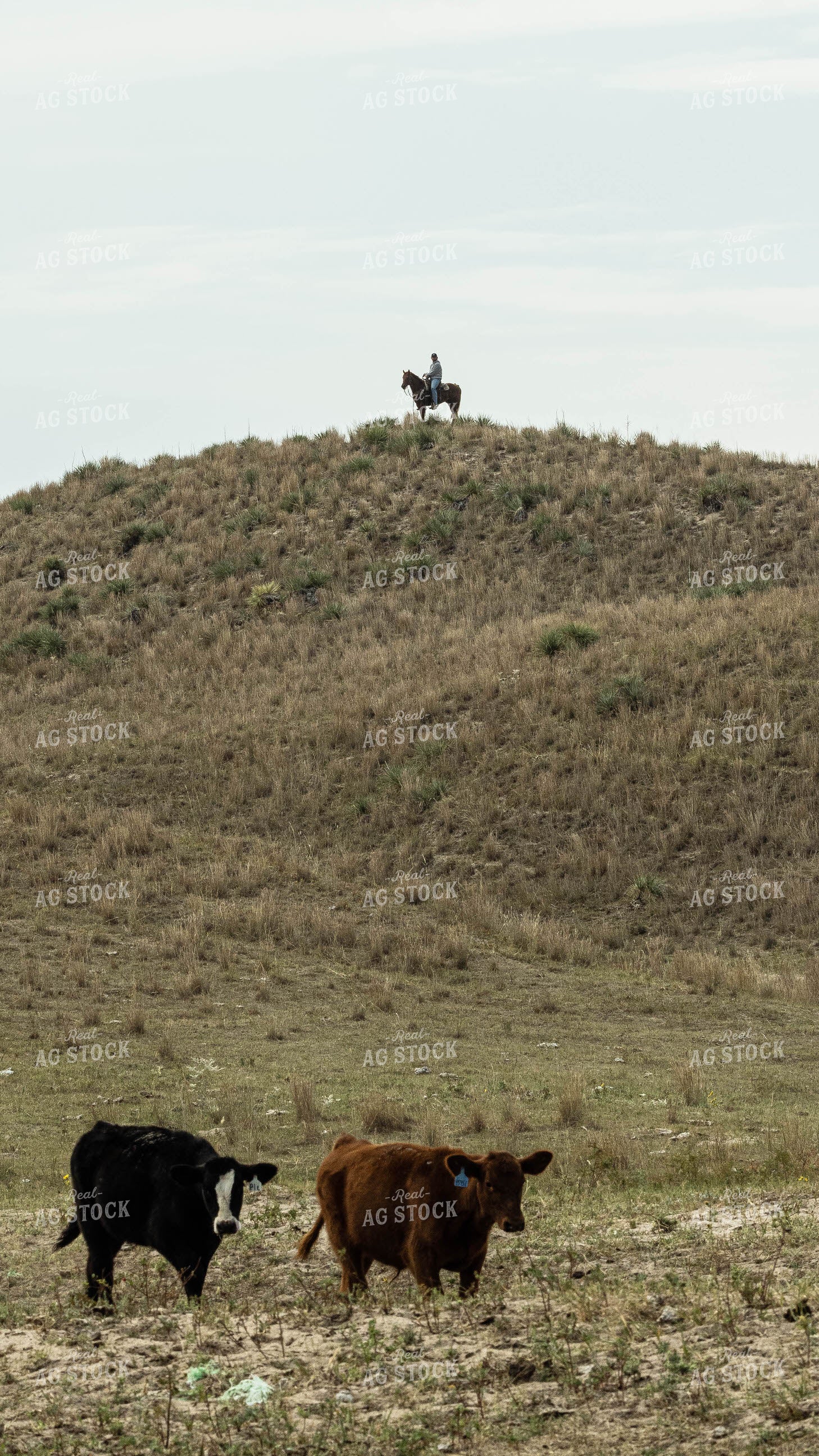 Rancher on Horse in Cattle Pasture 114056