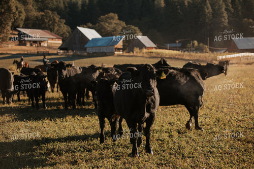 Ranchers on Horseback with Cattle 66051