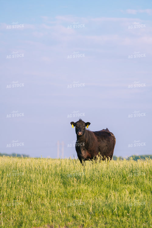 Black Angus Cattle on Pasture 68247