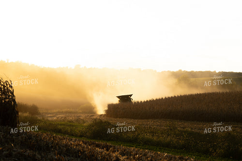 Corn Harvest 215149