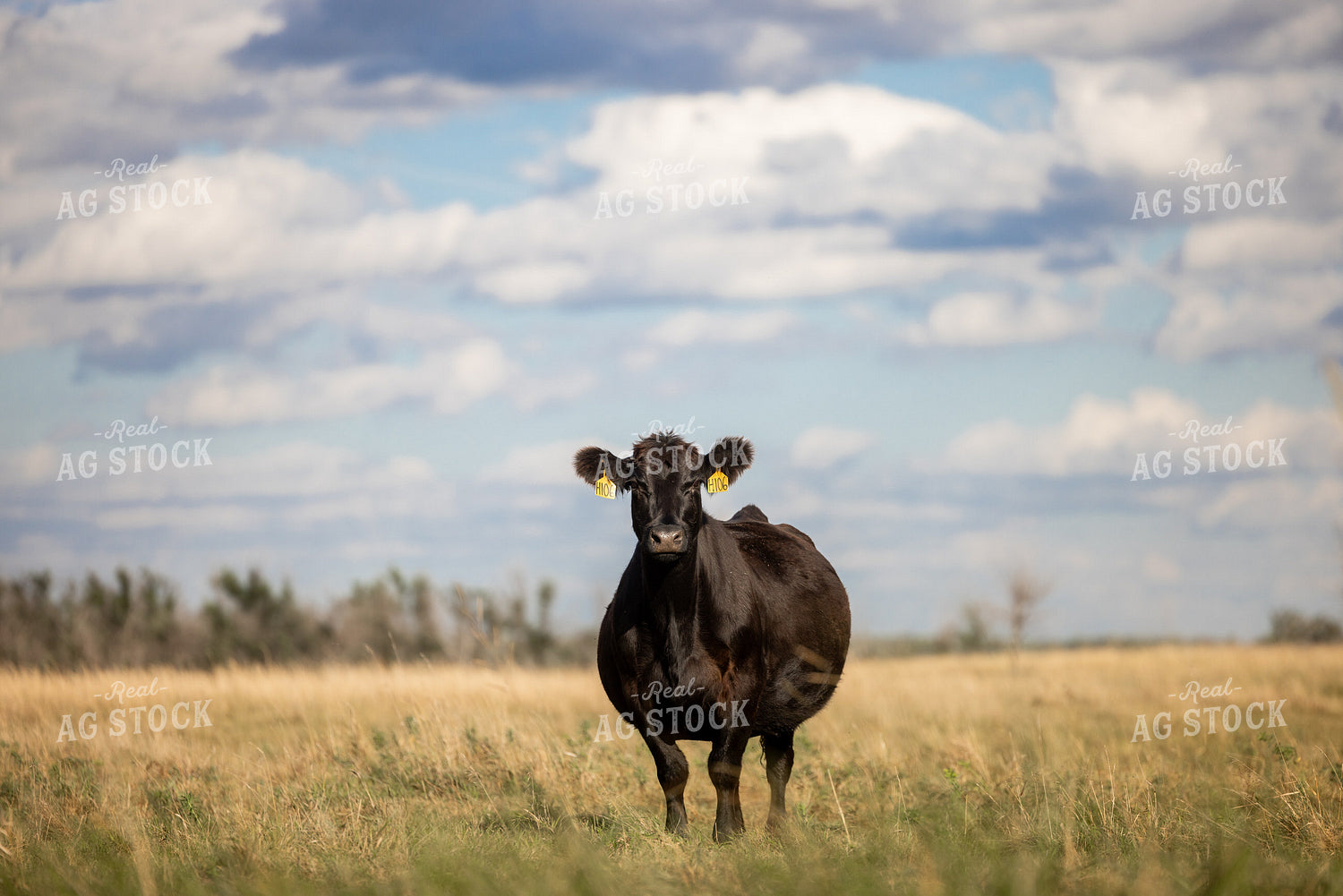 Simmental Bred Heifer 72189