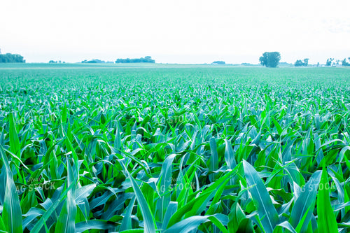 Midseason Corn Field 257033