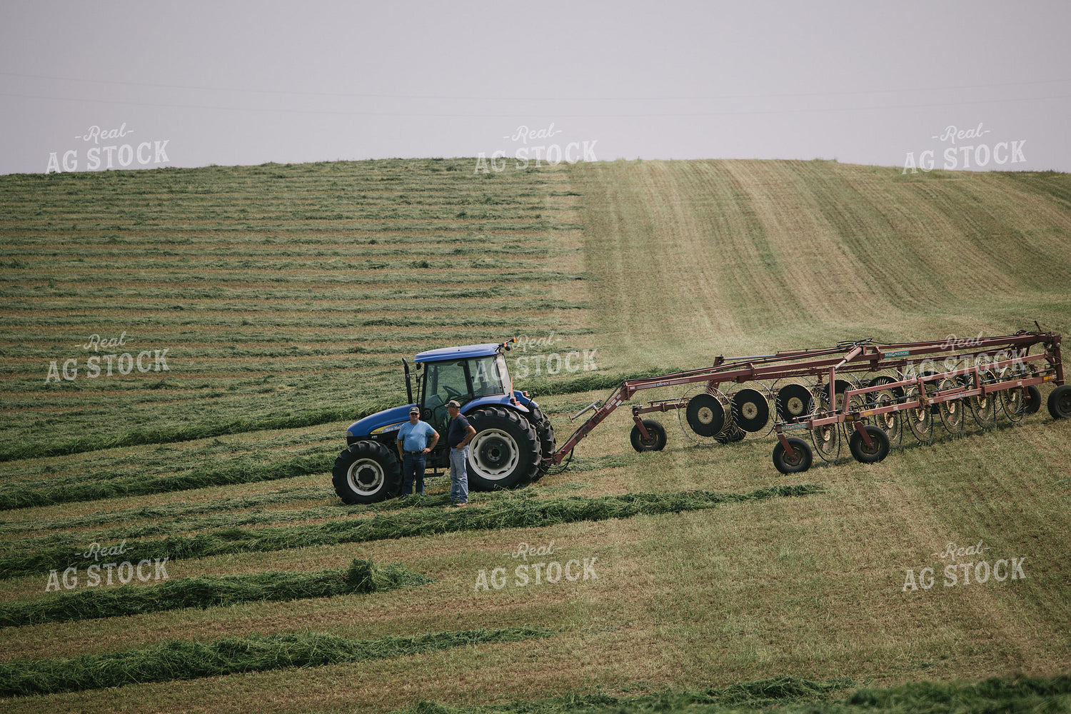 Farmers Talking and Windrowing Hay Silage 70072