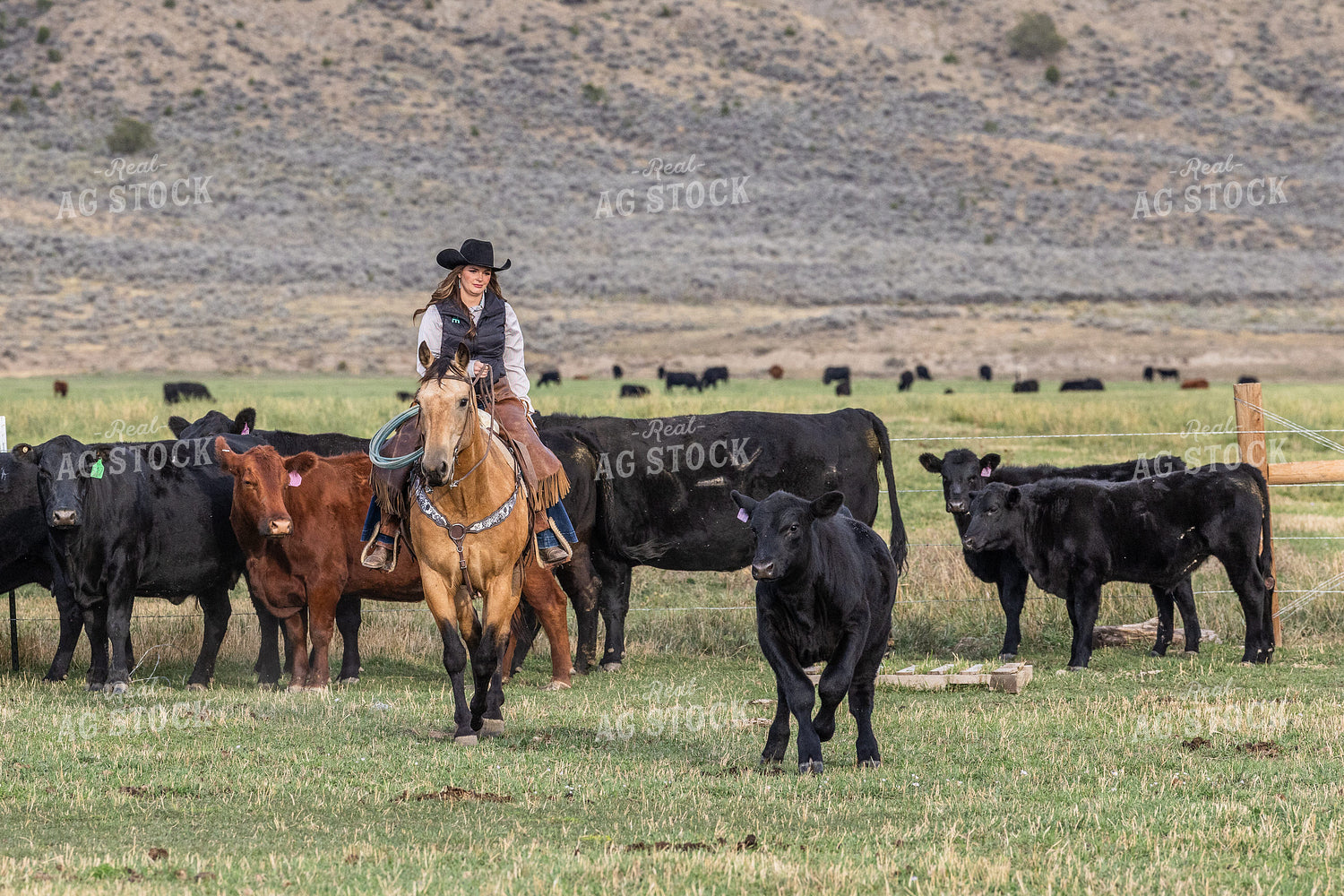 Cowgirl Herding Cattle 290005