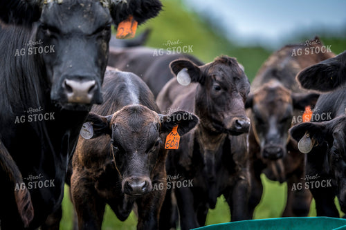 Angus Cow Calf Pairs 250201