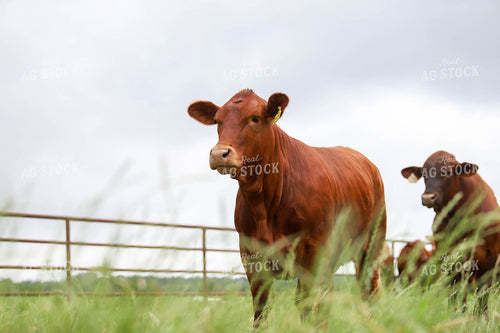 Cattle in Pasture 99017