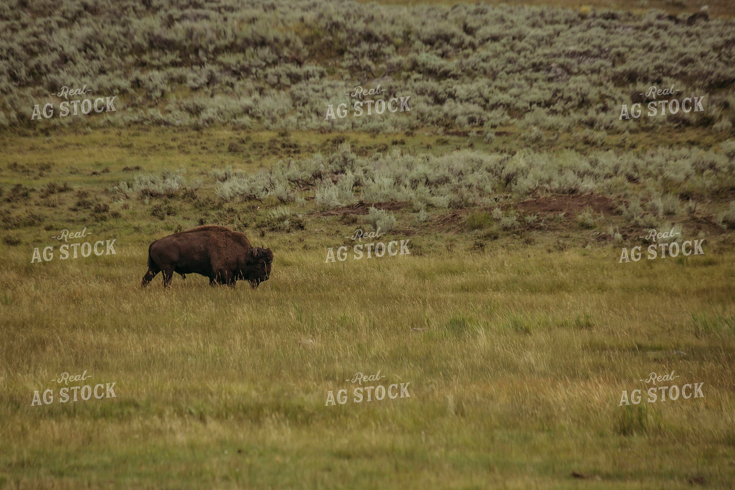American Bison 285029