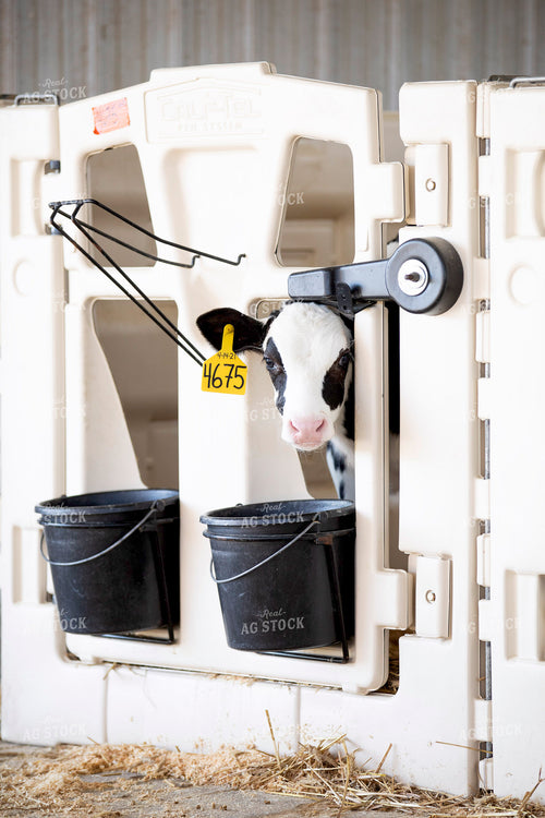 Holstein Calf 55258