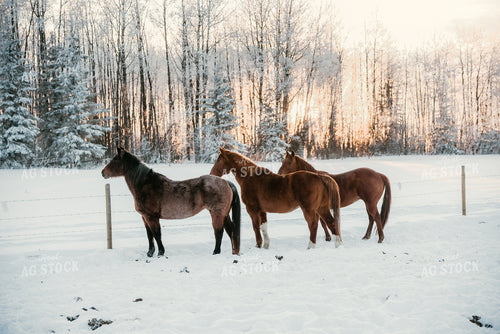 Horses in Snowy Pasture 64307