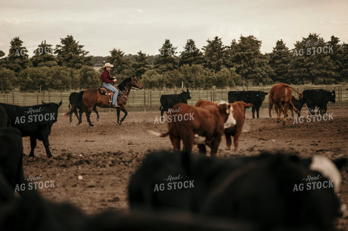 Feedyard 3070