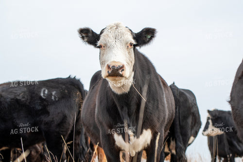 White Faced Cattle 236019