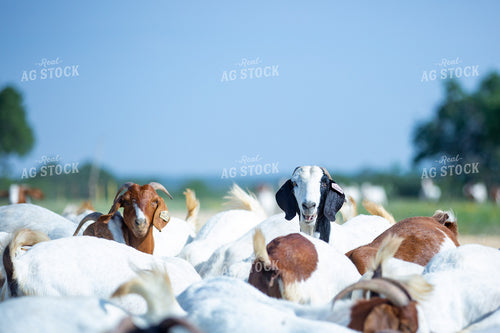 Herd of Boer Goats 134044