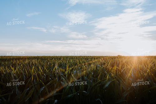 Corn Field at Sunrise 77277