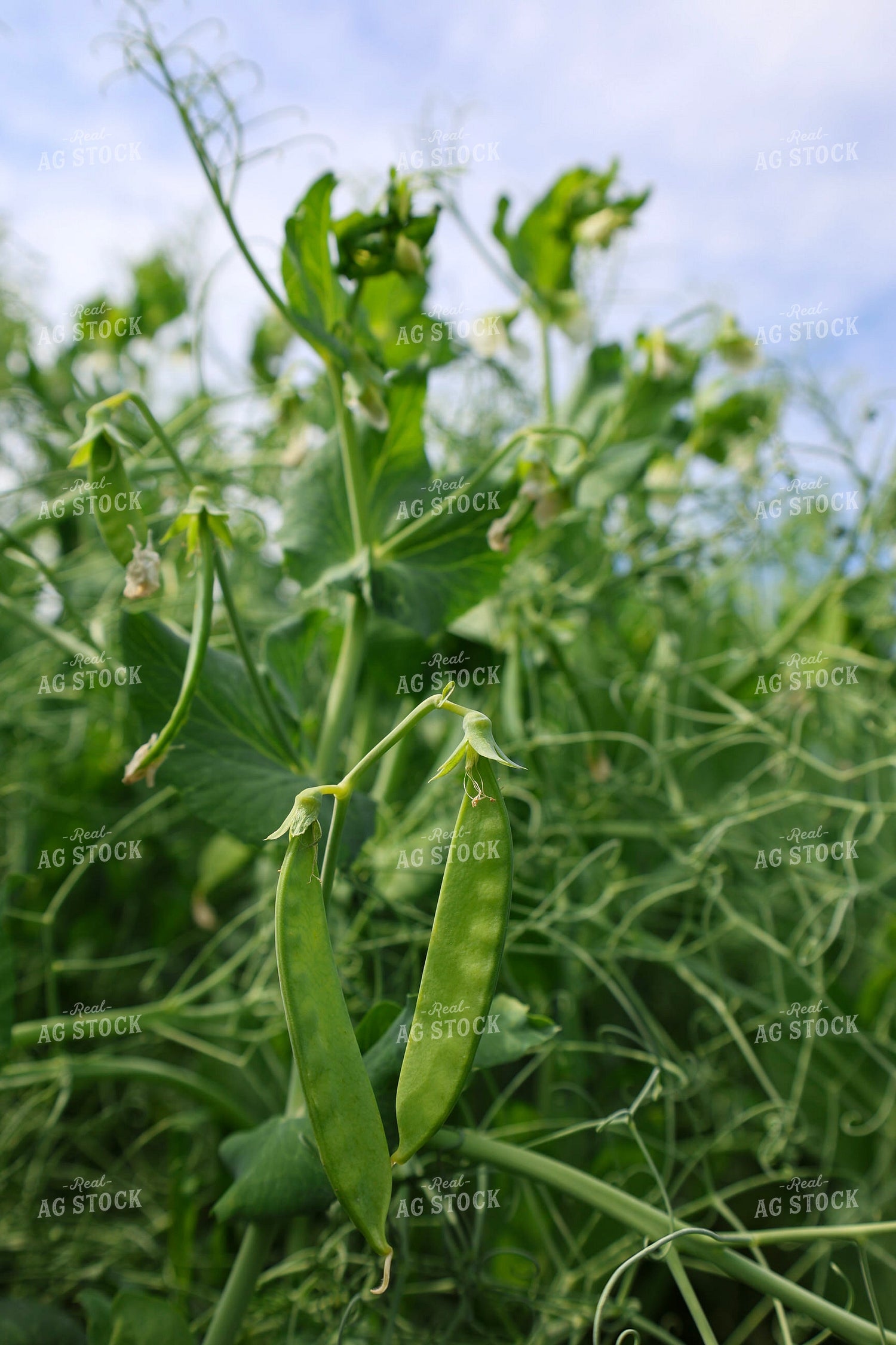 Peas 187110