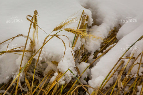 Snow Covered Barley 138074