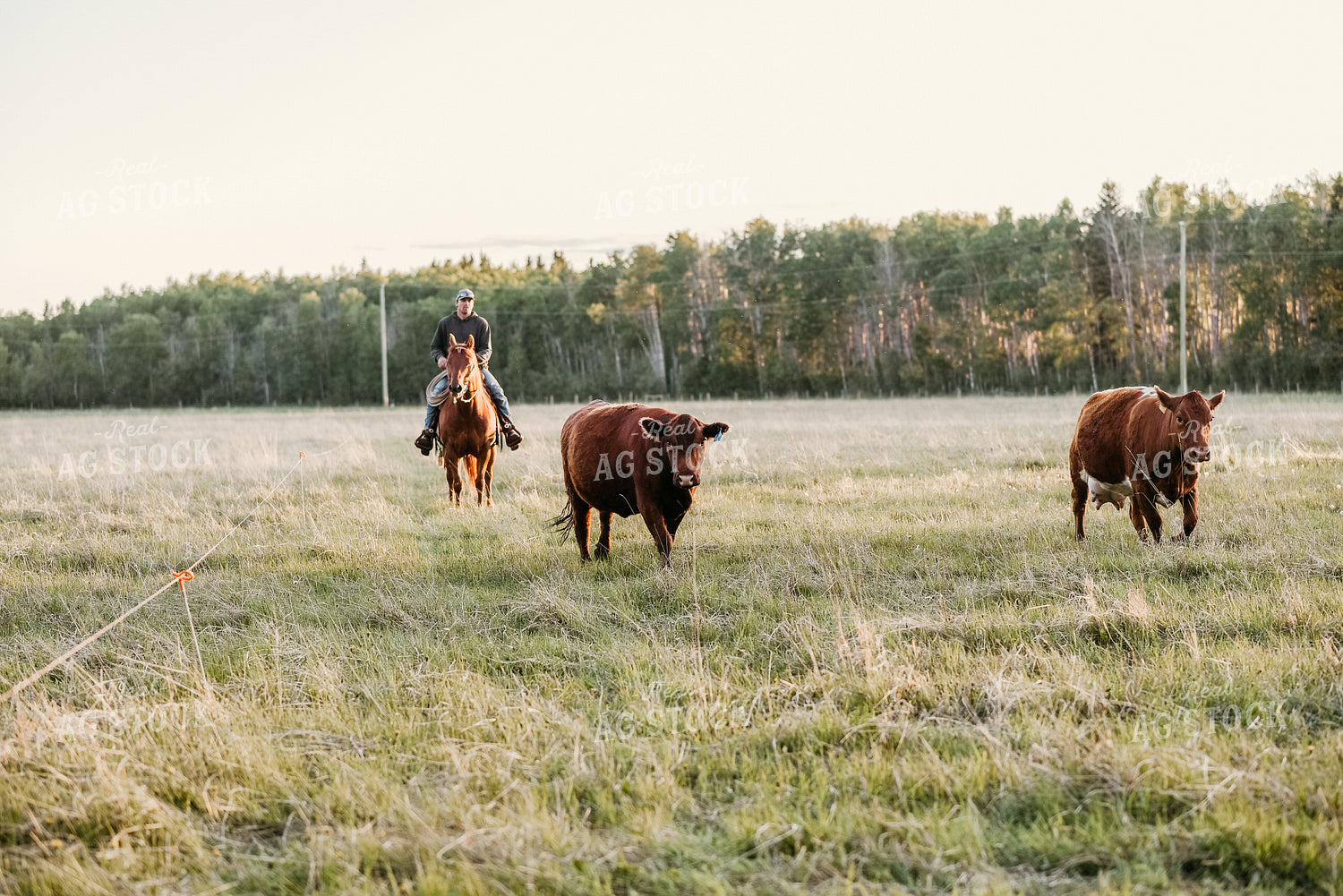 Rancher on Horseback with Cows 64148