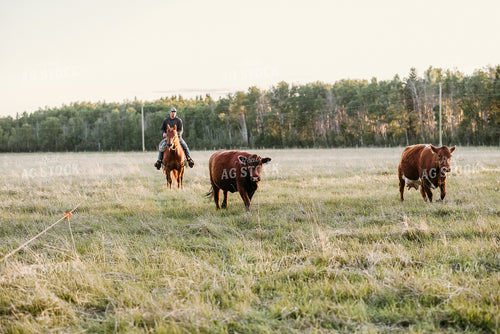 Rancher on Horseback with Cows 64148