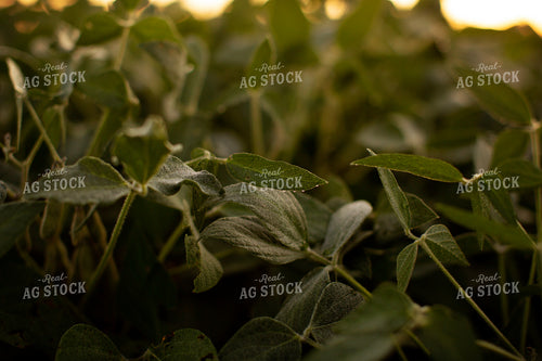 Soybeans - Mid-Season 4889
