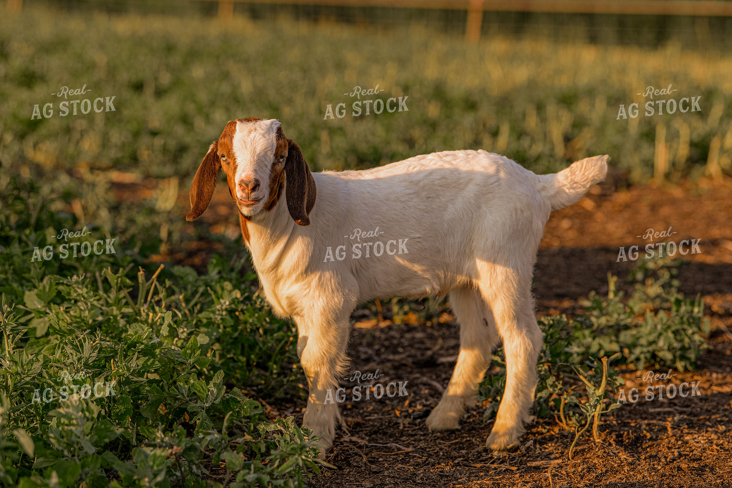 Goat 299180