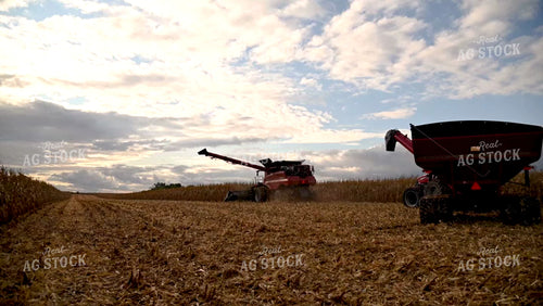Harvesting Corn on Flat Ground - 476