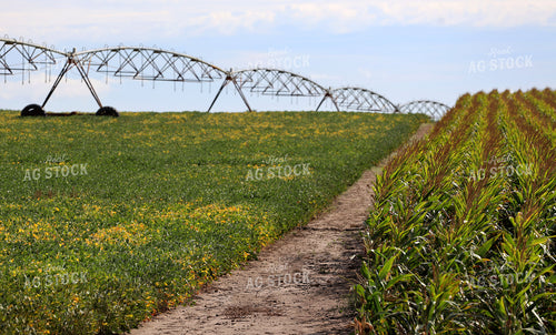 Irrigated Soybean Field by Corn Field 141772