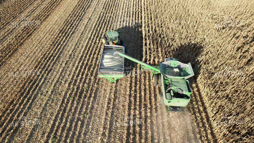 Harvesting White Corn 65570