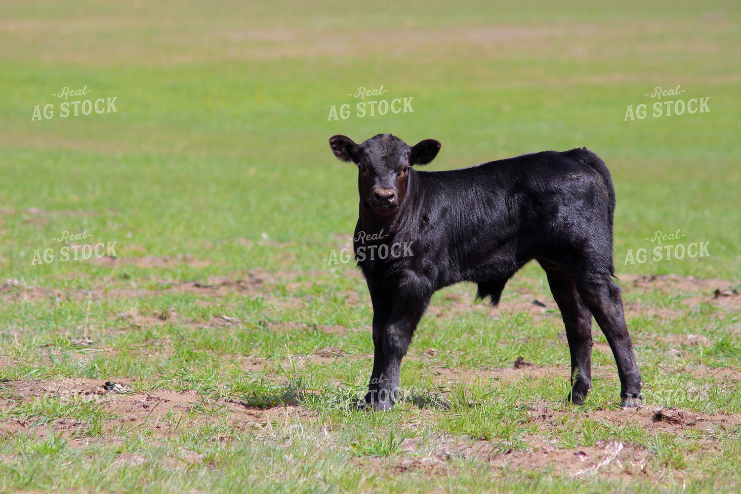 Black Angus Calf 63059