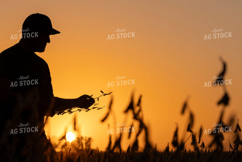 Farmer Checking Dried Soybeans in Sunset 250044