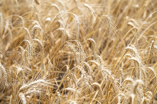 Wheat Field 91042