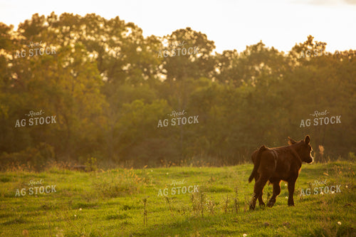 Cattle 2414
