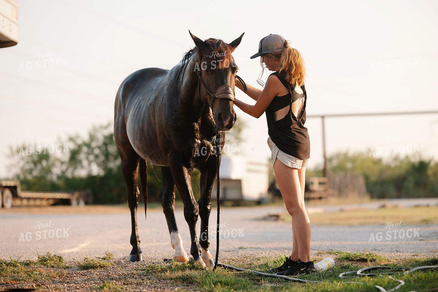 Washing Horse 205099