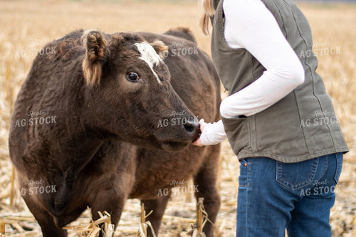 Angus Black Baldy Cow 50311