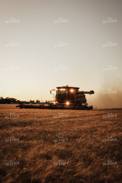 Wheat Harvest 83092