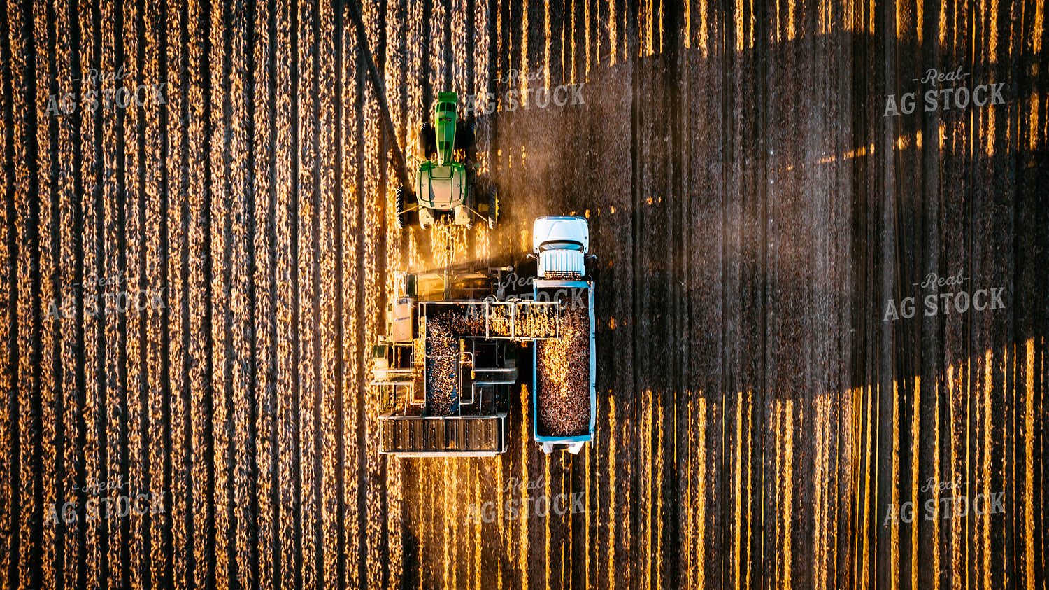 Onion Harvest 56716