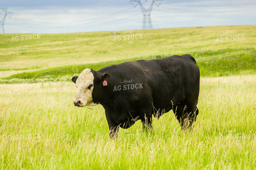 Black Baldy Bull 155254