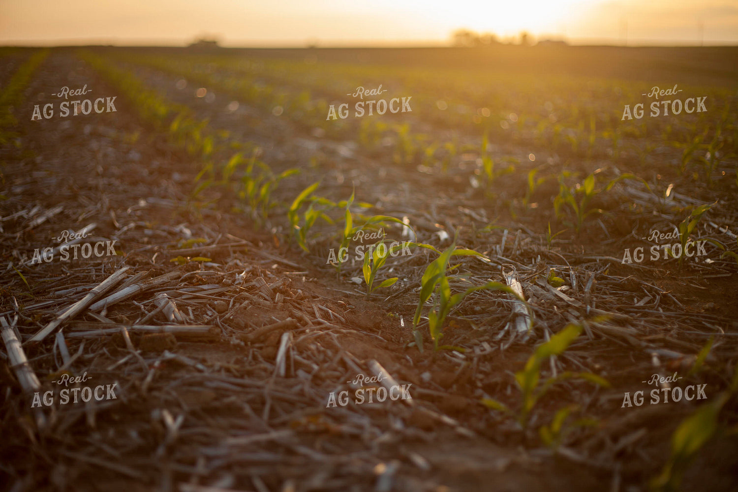 Corn - Early Growth 1162