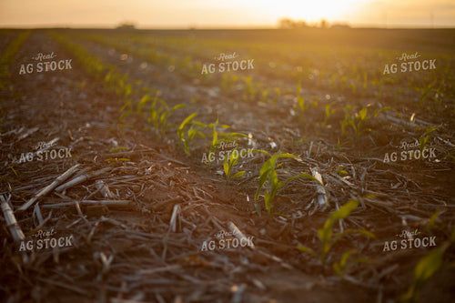Corn - Early Growth 1162